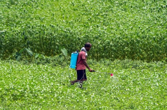'Cabinet likely to raise wheat MSP by Rs 25 to Rs 2,610 per quintal for 2027-28'